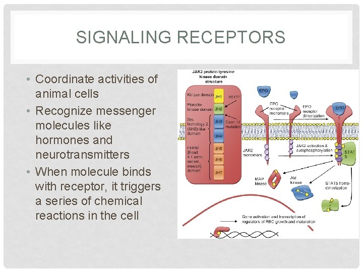 SIGNALING RECEPTORS • Coordinate activities of animal cells • Recognize messenger molecules like hormones