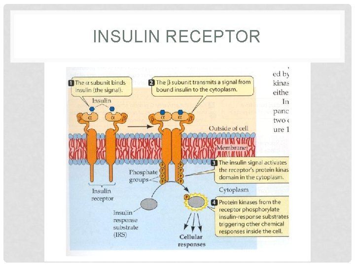 INSULIN RECEPTOR 