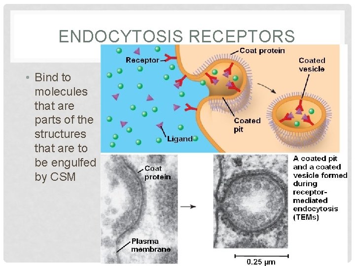 ENDOCYTOSIS RECEPTORS • Bind to molecules that are parts of the structures that are