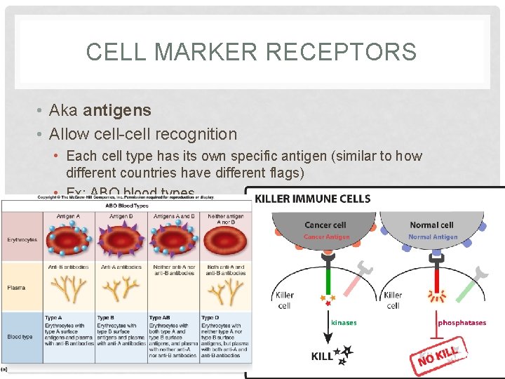 CELL MARKER RECEPTORS • Aka antigens • Allow cell-cell recognition • Each cell type