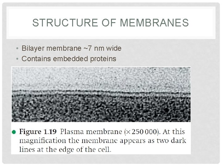 STRUCTURE OF MEMBRANES • Bilayer membrane ~7 nm wide • Contains embedded proteins 