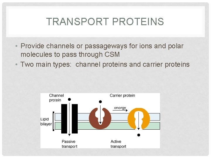 TRANSPORT PROTEINS • Provide channels or passageways for ions and polar molecules to pass