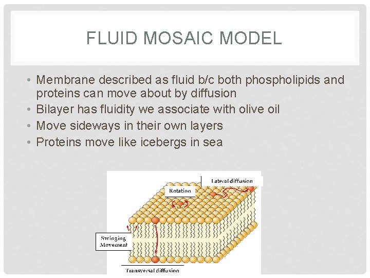 FLUID MOSAIC MODEL • Membrane described as fluid b/c both phospholipids and proteins can