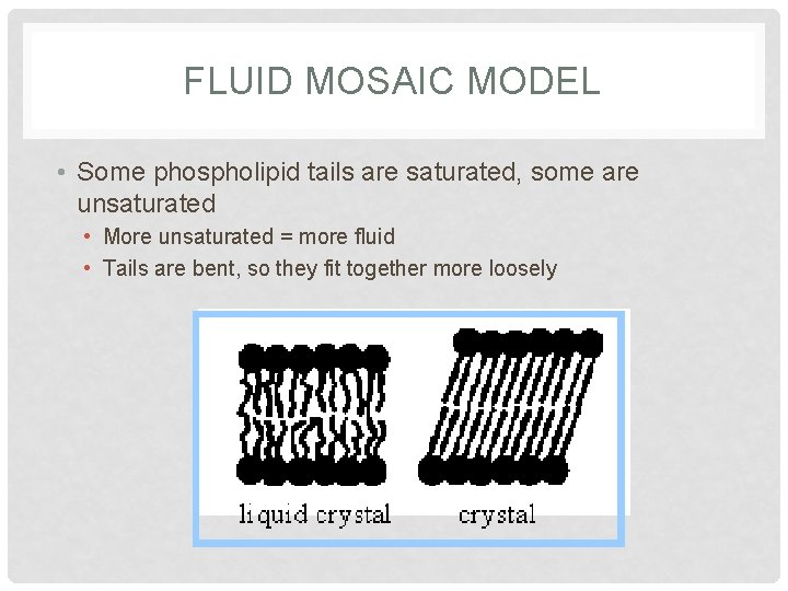 FLUID MOSAIC MODEL • Some phospholipid tails are saturated, some are unsaturated • More