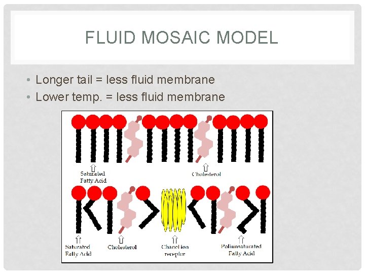 FLUID MOSAIC MODEL • Longer tail = less fluid membrane • Lower temp. =