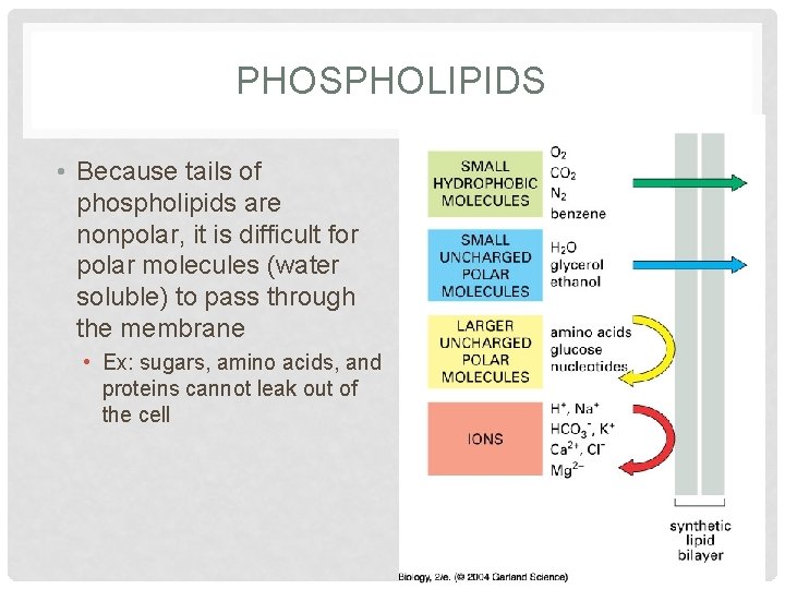 PHOSPHOLIPIDS • Because tails of phospholipids are nonpolar, it is difficult for polar molecules