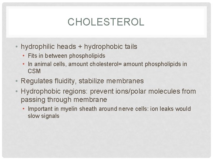 CHOLESTEROL • hydrophilic heads + hydrophobic tails • Fits in between phospholipids • In