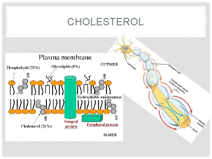 CHOLESTEROL 