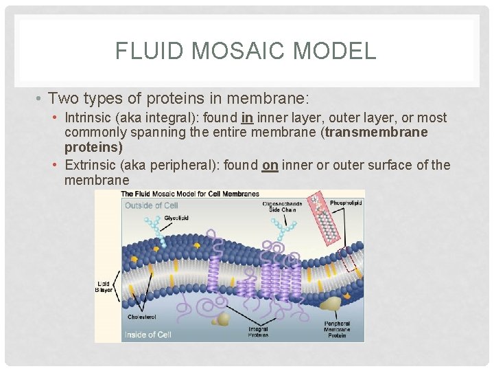 FLUID MOSAIC MODEL • Two types of proteins in membrane: • Intrinsic (aka integral):