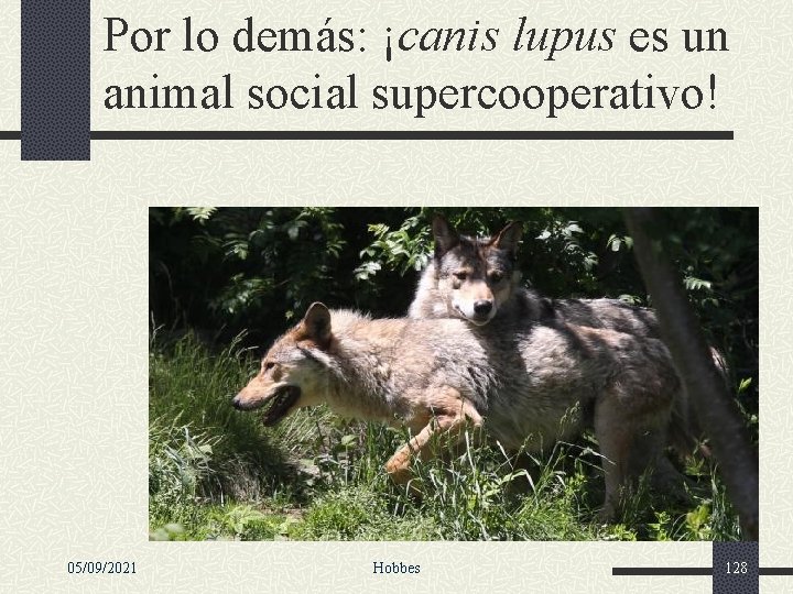 Por lo demás: ¡canis lupus es un animal social supercooperativo! 05/09/2021 Hobbes 128 