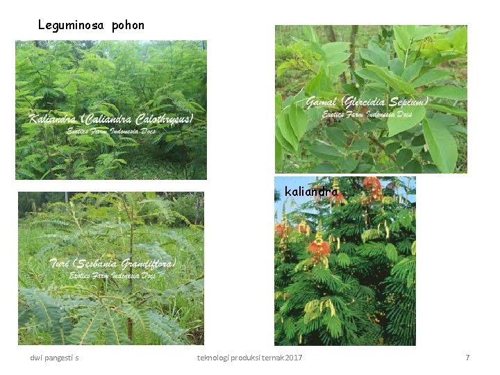 Leguminosa pohon kaliandra dwi pangesti s teknologi produksi ternak 2017 7 