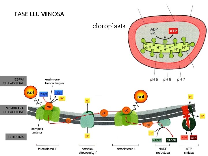 FASE LLUMINOSA cloroplasts 
