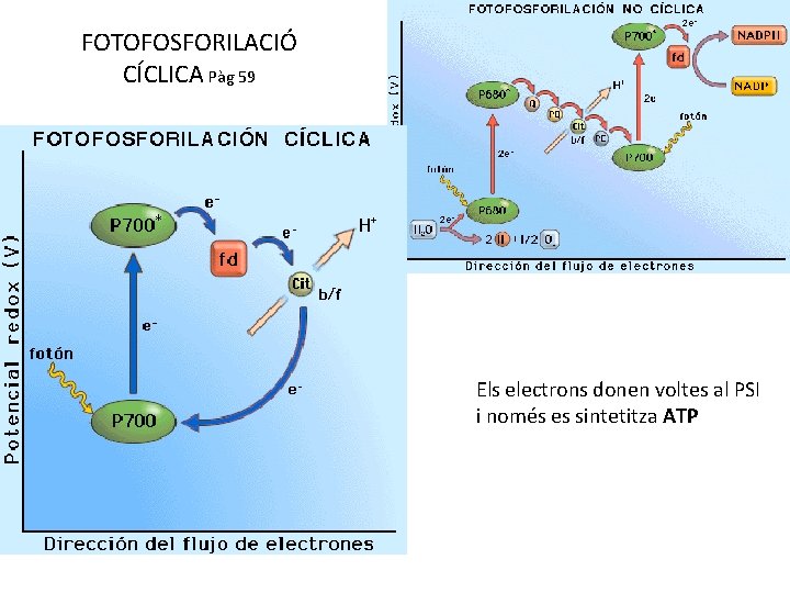 FOTOFOSFORILACIÓ CÍCLICA Pàg 59 Els electrons donen voltes al PSI i només es sintetitza