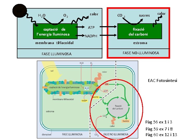 sol H 2 O O 2 captacióó de captaci l’energia lluminosa membrana til·lacoidal FASE