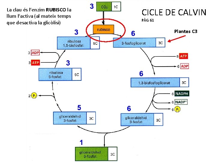 La clau és l’enzim RUBISCO la llum l’activa (al mateix temps que desactiva la