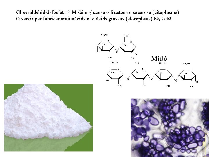 Gliceraldehid-3 -fosfat Midó o glucosa o fructosa o sacarosa (citoplasma) O servir per fabricar