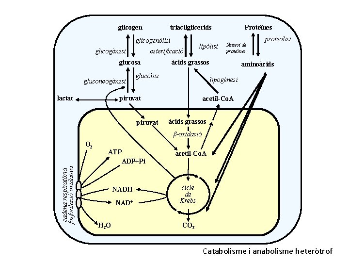 glicogen triacilglicèrids glicogenòlisi glicogènesi esterificació glucosa gluconeogènesi lactat lipòlisi Síntesi de proteïnes àcids grassos