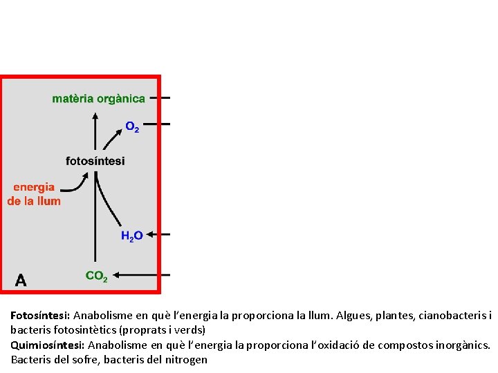 Fotosíntesi: Anabolisme en què l’energia la proporciona la llum. Algues, plantes, cianobacteris i bacteris