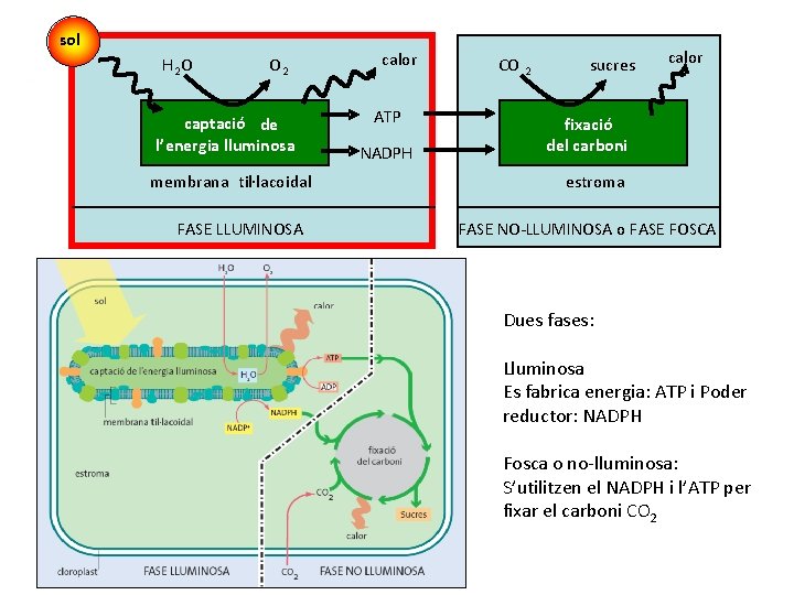 sol H 2 O O 2 captacióó de captaci l’energia lluminosa membrana til·lacoidal FASE