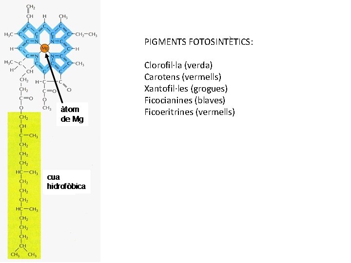 PIGMENTS FOTOSINTÈTICS: Clorofil·la (verda) Carotens (vermells) Xantofil·les (grogues) Ficocianines (blaves) Ficoeritrines (vermells) 