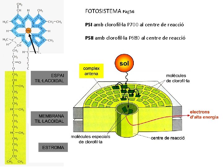 FOTOSISTEMA Pàg 56 PSI amb clorofil·la P 700 al centre de reacció PSII amb