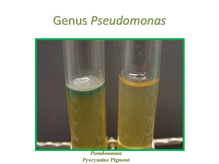 Genus Pseudomonas Pyocyanine Pigment 