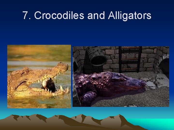 7. Crocodiles and Alligators 