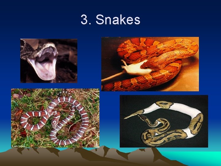 3. Snakes 