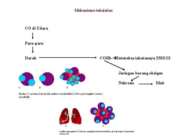 Mekanisme toksisitas CO di Udara Paru-paru Darah COHb- Intensitas iakatannya 250 XO 2 Jaringan