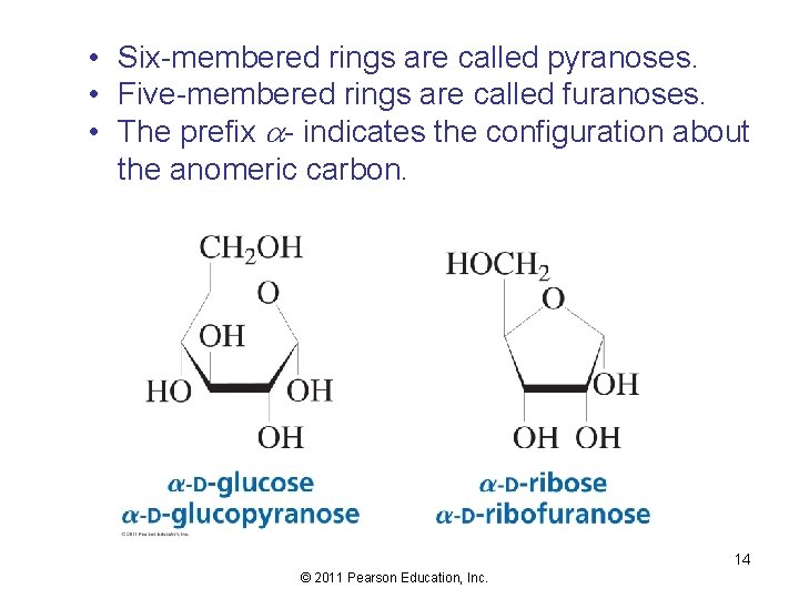  • Six-membered rings are called pyranoses. • Five-membered rings are called furanoses. •