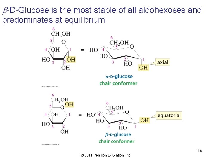 b-D-Glucose is the most stable of all aldohexoses and predominates at equilibrium: 16 ©