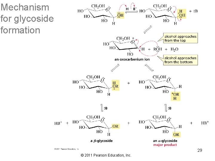 Mechanism for glycoside formation 29 © 2011 Pearson Education, Inc. 