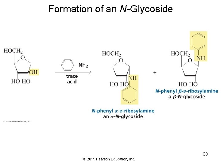 Formation of an N-Glycoside 30 © 2011 Pearson Education, Inc. 