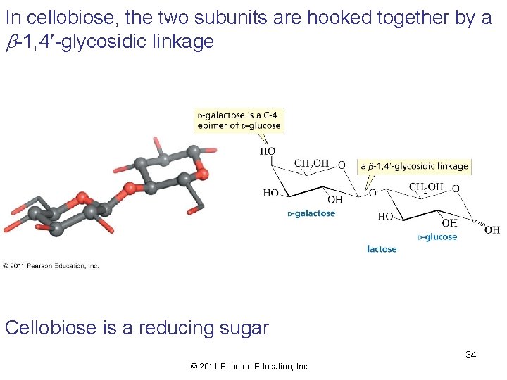 In cellobiose, the two subunits are hooked together by a b-1, 4 -glycosidic linkage