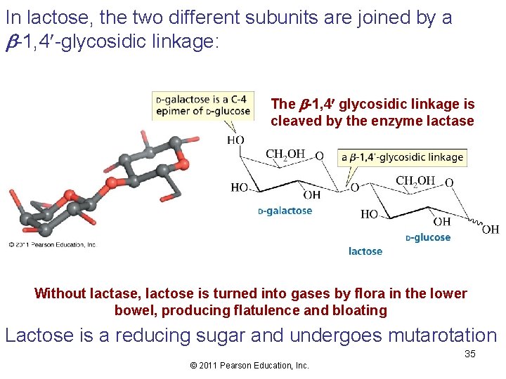 In lactose, the two different subunits are joined by a -1, 4 -glycosidic linkage:
