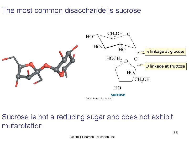 The most common disaccharide is sucrose Sucrose is not a reducing sugar and does