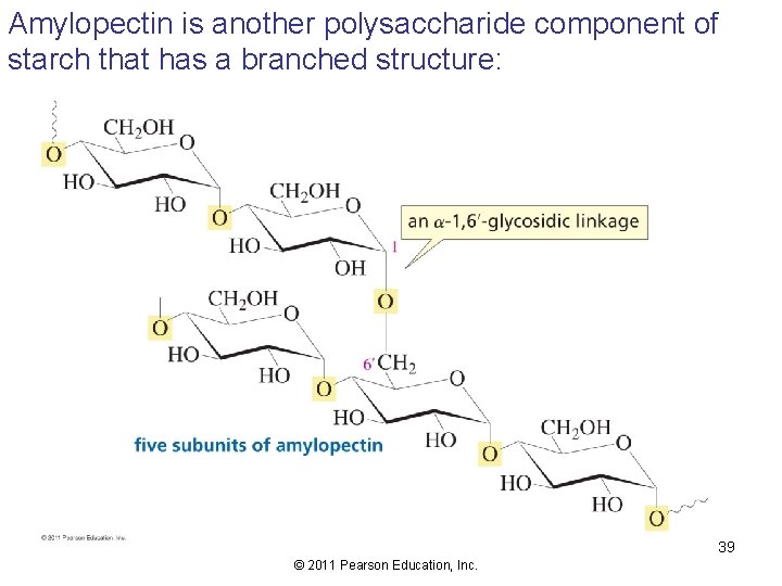 Amylopectin is another polysaccharide component of starch that has a branched structure: 39 ©