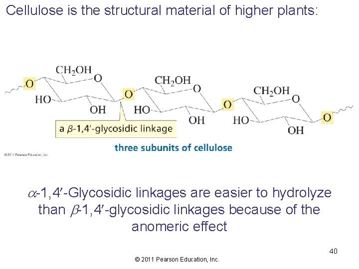 Cellulose is the structural material of higher plants: a-1, 4 -Glycosidic linkages are easier