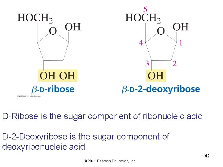 D-Ribose is the sugar component of ribonucleic acid D-2 -Deoxyribose is the sugar component