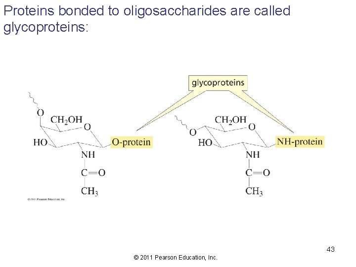 Proteins bonded to oligosaccharides are called glycoproteins: 43 © 2011 Pearson Education, Inc. 