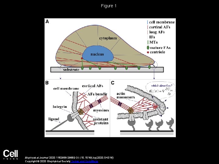 An Active Biomechanical Model of Cell Adhesion Actuated