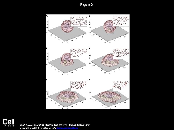 An Active Biomechanical Model of Cell Adhesion Actuated