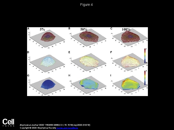 An Active Biomechanical Model of Cell Adhesion Actuated