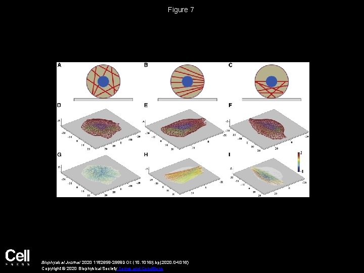 An Active Biomechanical Model of Cell Adhesion Actuated