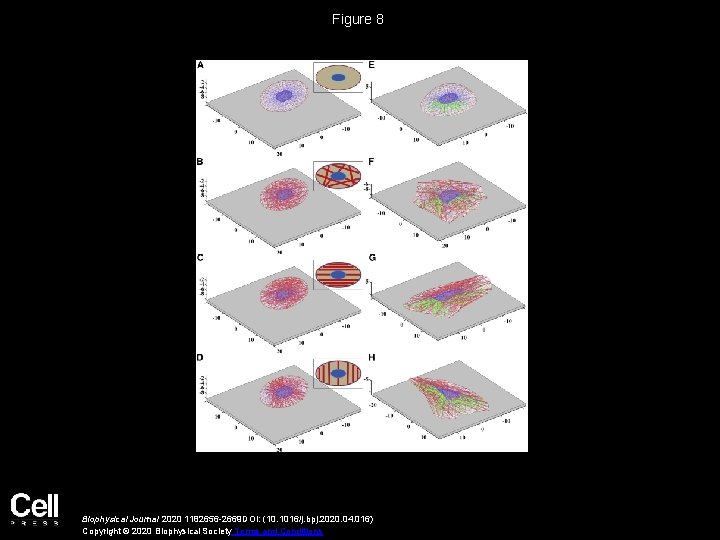 An Active Biomechanical Model of Cell Adhesion Actuated