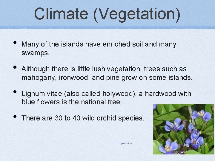 Climate (Vegetation) • • Many of the islands have enriched soil and many swamps.