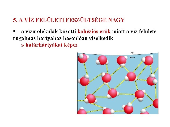 5. A VÍZ FELÜLETI FESZÜLTSÉGE NAGY § a vízmolekulák közötti kohéziós erők miatt a