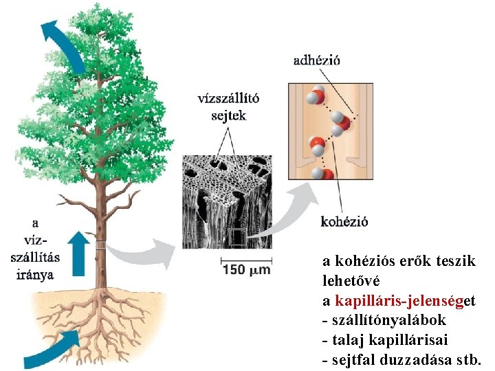 a kohéziós erők teszik lehetővé a kapilláris-jelenséget - szállítónyalábok - talaj kapillárisai - sejtfal