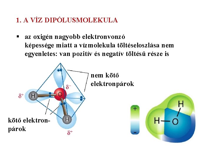 1. A VÍZ DIPÓLUSMOLEKULA § az oxigén nagyobb elektronvonzó képessége miatt a vízmolekula töltéseloszlása