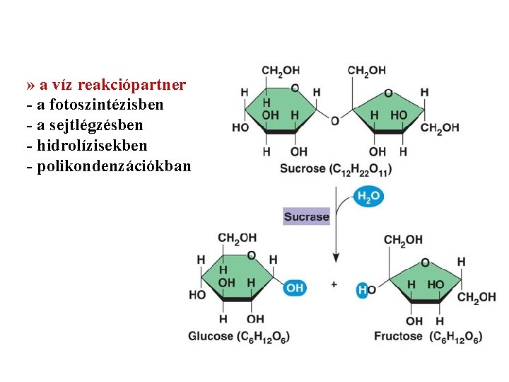 » a víz reakciópartner - a fotoszintézisben - a sejtlégzésben - hidrolízisekben - polikondenzációkban